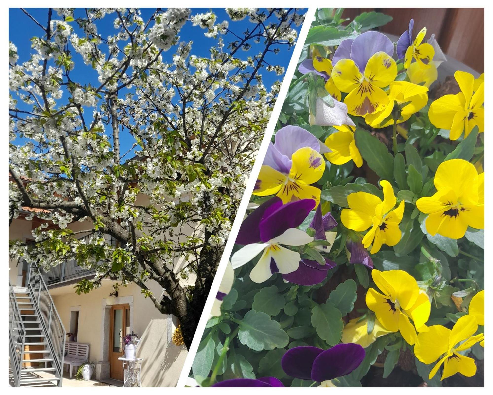 Bed & Breakfast Barbara Borgo Grotta Gigante Exterior foto